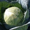 Blizzard cabbage
